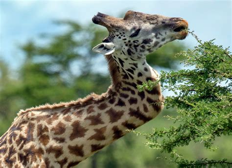 giraffes fighting with necks