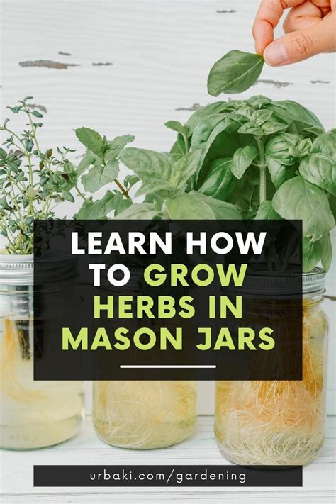 Learn How To Grow Herbs In Mason Jars Mason Jar Herb Garden Herbs