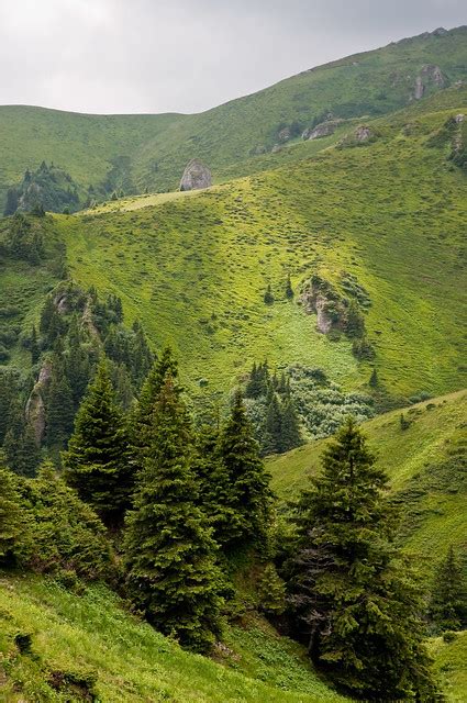 Green Pine Trees On Mountain Slopes Flickr Photo Sharing