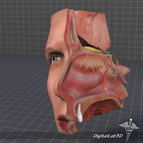 Nose Anatomy 3d