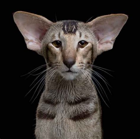 61 Best Cats Oriental Shorthair Images On Pinterest Cats Be Better