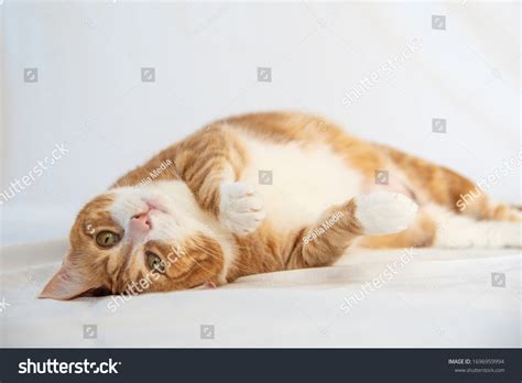 Beautiful Ginger Tabby Cat Domestic Staring Stock Photo 1696959994