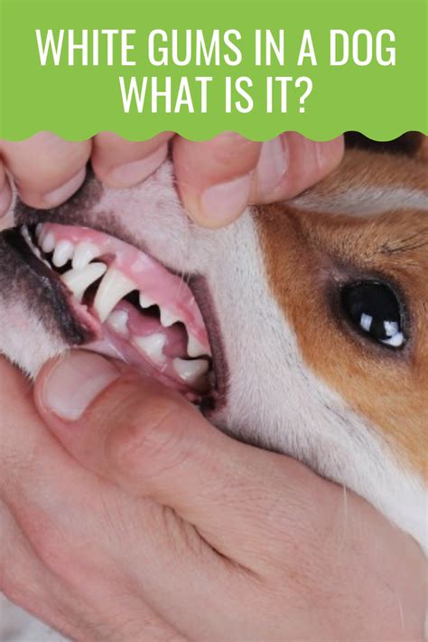 White Gums In A Dog What Is It And Why Does It Happen Barking
