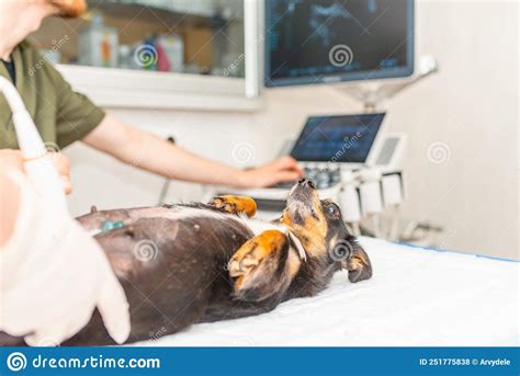Dog Having Ultrasound Scan In Vet Officelittle Dog Mixed Breed In