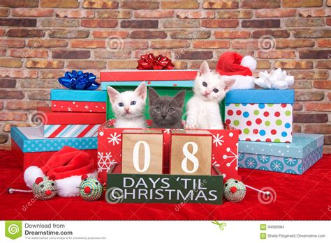 Kitten Eight Days Til Christmas Stock Photo Image Of