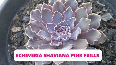 Echeveria Shaviana Pink Frills Planta Suculenta Youtube