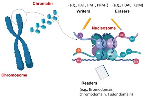 Subgroups Of Chromatin Modifier Proteins Writers Erasers And