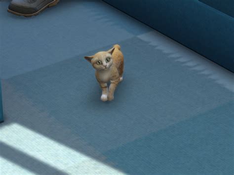 Sims 4 Kitten On Tumblr