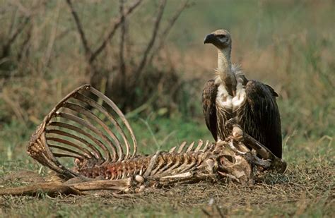 The Role Of Scavengers Carcass Crunching