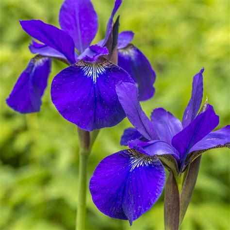 What kind of soil do water irises need? Water Iris for Sale | Blue Flag Iris | The Pond Guy