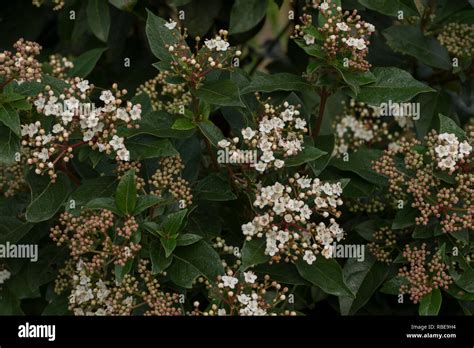 Winter Flowering Viburnum Shrub With Small Delicate Deep Pink Buds And