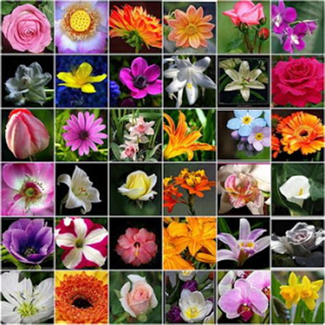Her gün binlerce yeni, yüksek kaliteli fotoğraf. Flower Types | FLOWERS WORLD
