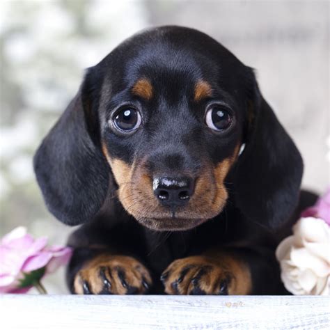 Top 10 Mini Dachshund Puppies For Sale Chicago You Need To Know