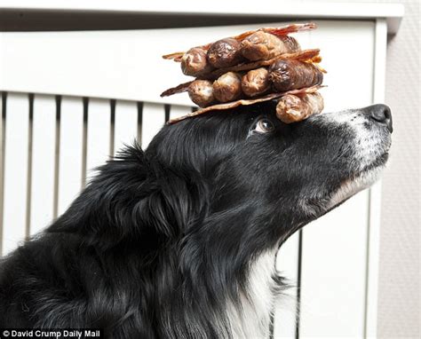 Brac The Dog Can Balance Bacon Sausages And Biscuits On His Head
