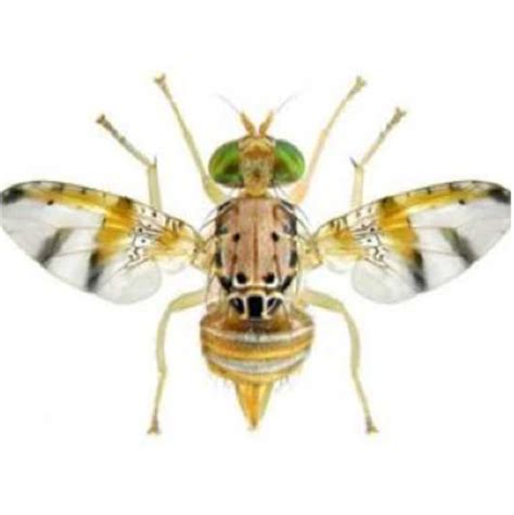 There are three well known variety of mango in the philippines and these are carabao mango, pico and katchamita (also known as indian mango). Ceratitis cosyra, Mango Fruit Fly | Russell IPM