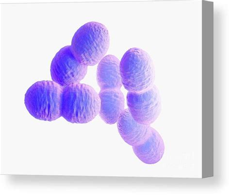 Enterococcus Gram Stain