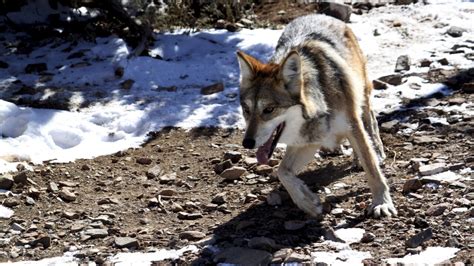 Mexican Gray Wolf Roaming Near Flagstaff Captured Relocated