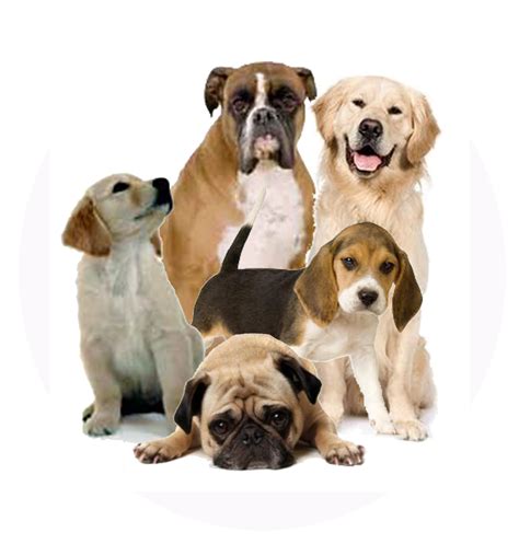 Dogs Png Clip Art Library