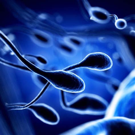 conselhos para um esperma saudável atlas da saúde