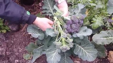 Harvesting Purple Sprouting Broccoli Youtube