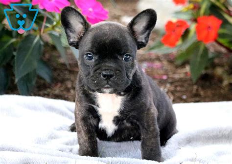 Check spelling or type a new query. Cuddles | French Bulldog Mix Puppy For Sale | Keystone Puppies