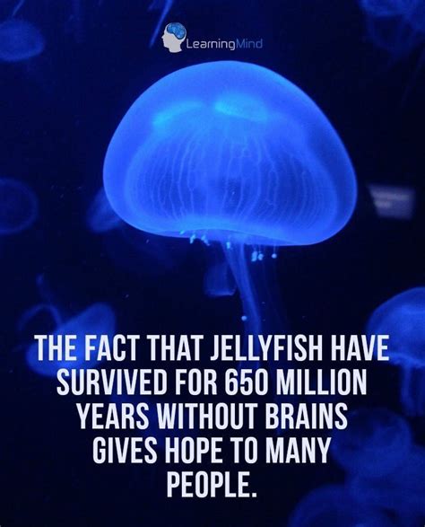 The Fact That Jellyfish Have Survived For 650 Million Years Without