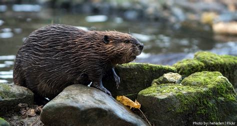 Interesting Facts About North American Beavers Just Fun Facts