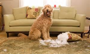 How To Stop Your Dog Destroying Your Home When Youre Out Daily Mail