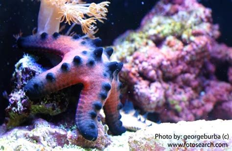 Sea Star Description Habitat Image Diet And Interesting Facts