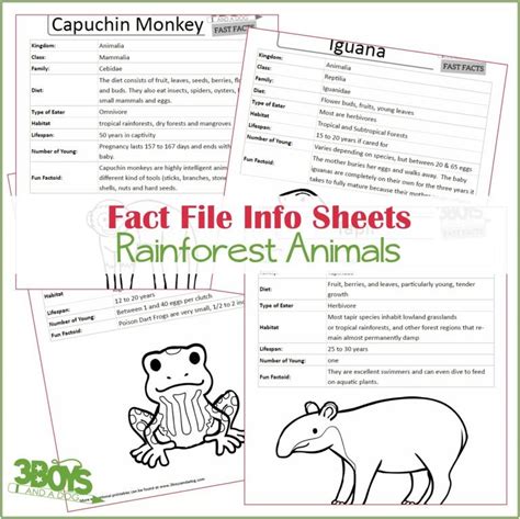 Rainforest Animals Fact File