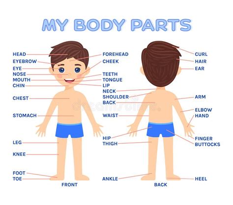 My Body Parts And A Pretty Boy Front And Back View Kid Education