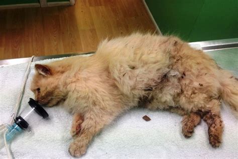 Dangerous Dogs Destroyed After Pet Cat Attack At Yamba