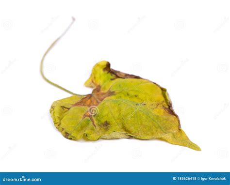 One Wilted Leaf Stock Photo Image Of Leaf Closeup 185626418