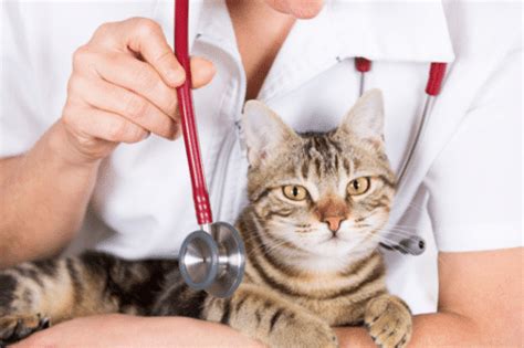 Why Should You Desex Your Cat Perth Vet Emergency