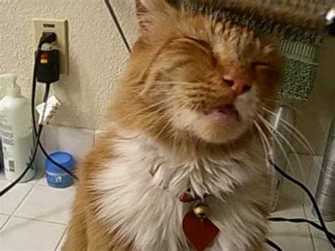 Kuroo dry heaving (no actual vomit) because whatever he saw just looked so gross. Crazy blow drying cat - YouTube