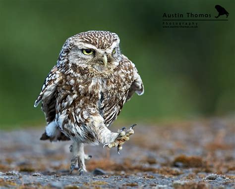 Walking Owls Is The Funniest Thing Ever