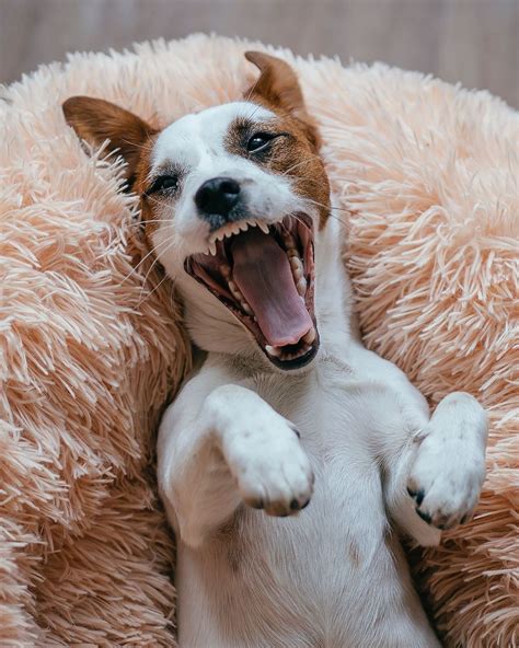 Funny Jack Russell Yawning