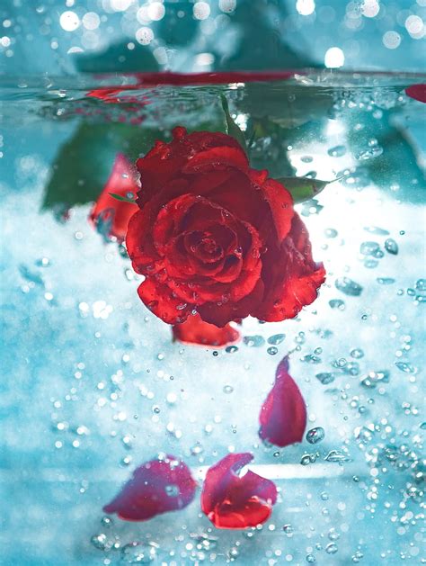 Rose Water Underwater Flowers Hd Phone Wallpaper Pxfuel