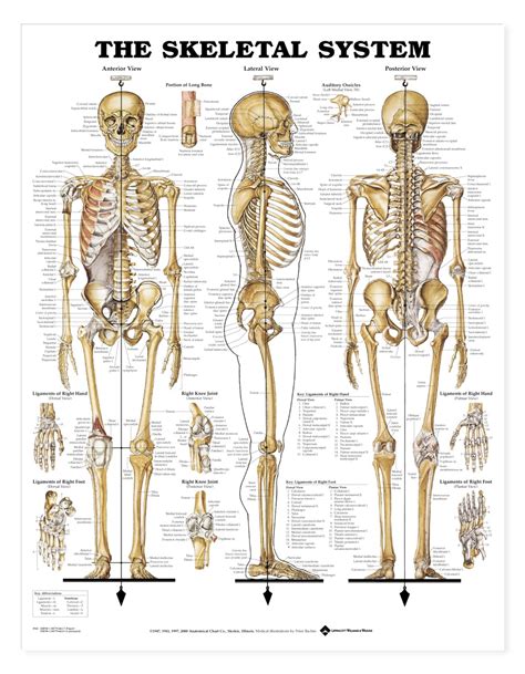 The Skeletal System Anatomical Chart Anatomy Models And
