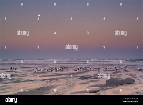 Moonset Over Pacific Ocean Hi Res Stock Photography And Images Alamy