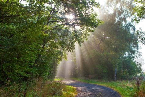 Germany Forests Trees Rays Of Light Monreal Nature Wallpaper