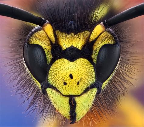 65 Stunning Macro Photographs With Tutorials Wasp Insect Macro