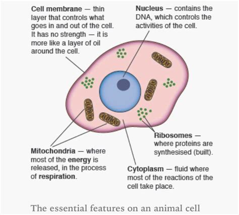 With free online revision guides (revise. Animal cell. | Animal cell, Cell membrane, Cell