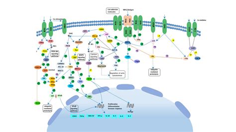 T Cell Receptor Signaling Interactive Pathway Cell Signaling Technology
