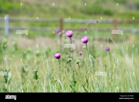 Canada Thistle Cirsium Arvense Flowers A Noxious Weed Blooming Purple