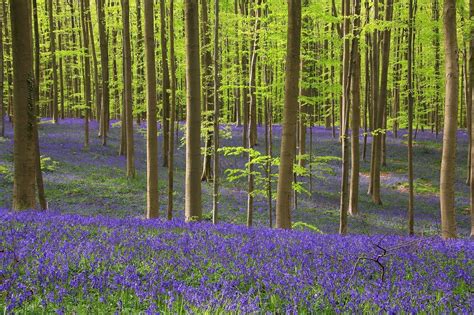 Bucket List Material 12 Beautiful Forests Around The World