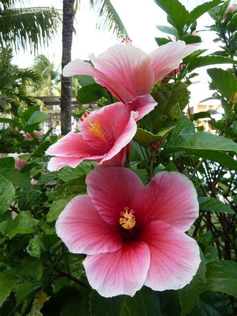 Hibiscus Hibiscus Plant Hibiscus Flowers Plumeria Flowers