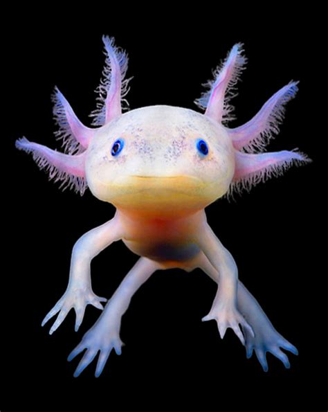 Axolotl Axolotl Cute Cute Art Axolotl Images