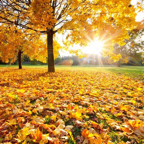Sunny Autumn Foliage — Stock Photo © Sborisov 6777520