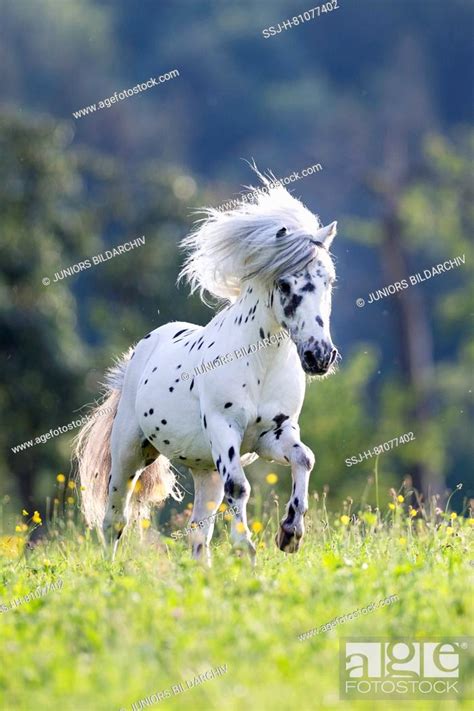 Shetland Pony Miniature Appaloosa Galloping On A Meadow Germany